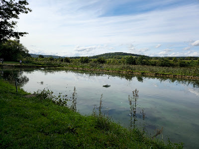 Matzes fish and Angel Park — fotografia 3