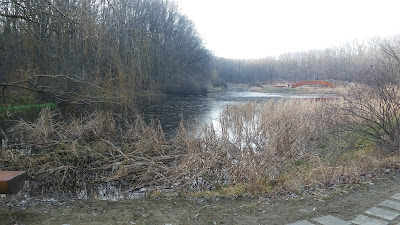 Lacul cu Nuferi "Mihai Eminescu" Ipotești, Botoșani — fotografia 3