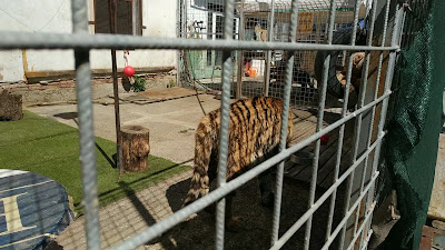 Oasis Siberian tiger — fotografia 2