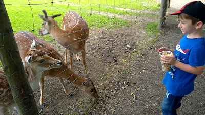 Forest zoo in Liszna — fotografia 2