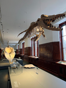 Natural History Museum — fotografia 4