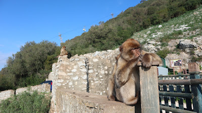 Apes Den — fotografia 4