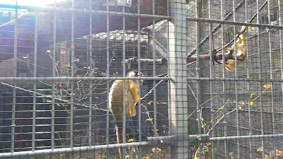 Kobelt Zoo, Gesellschaft Prof. Dr. W. Kobelt e. V. — fotografia 2