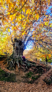 Bosque de Cobre — fotografia 3
