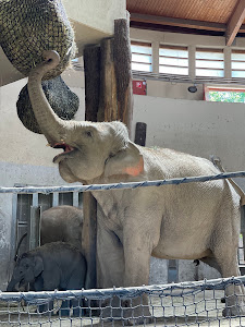Grădina Zoologică și Botanică din Budapesta — fotografia 4