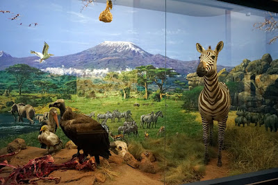 SNM-Natural History Museum — fotografia 4