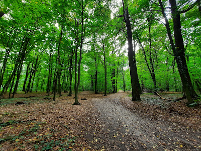 Las Osobowicki we Wrocławiu — fotografia 3
