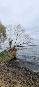 "Dzika plaża"Jezioro Miedwie Morzyczyn — fotografia 4