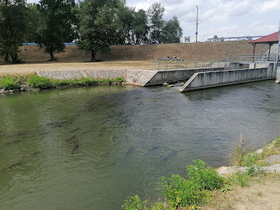 Tisza Tavi Hallépcső — fotografia 5