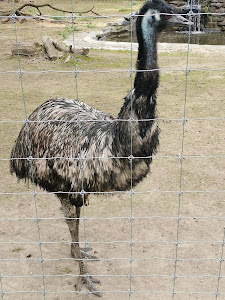 Zoo Târgu Mureș — fotografia 5
