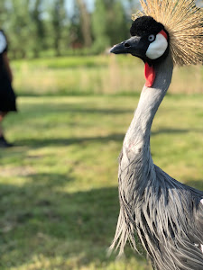 Miki Zoo — fotografia 3