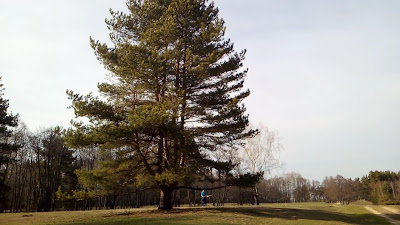 Mestecănișul de la Reci — fotografia 2