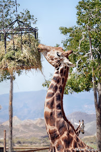 Reserva Zoológica MiniHollywood Oasys — fotografia 5