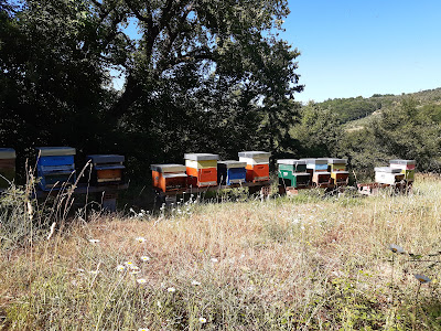 Agricamping L'Apicorno- Campeggio nel Chianti — fotografia 5
