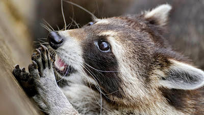 Wildpark Assling — fotografia 5