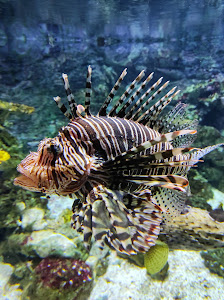 Tropicarium — fotografia 4