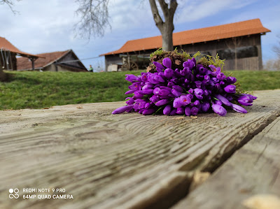 Şura — fotografia 4