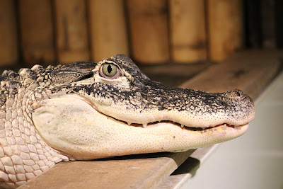 Krokodýlí a želví ZOO Praha — fotografia 3