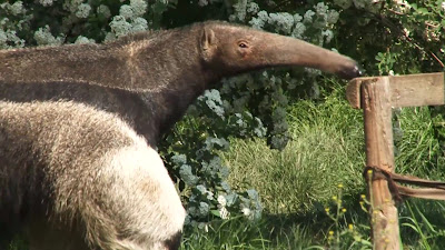 Grădina Zoologică din Praga — fotografia 2
