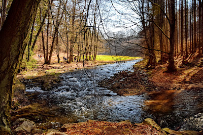 Märzenbecherwiesen-Wanderung — fotografia 4