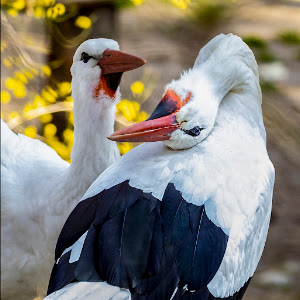 Tiergarten Wels — fotografia 4