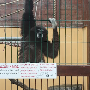 Dřevěná Exotika na ranči Bítovany — fotografia 3