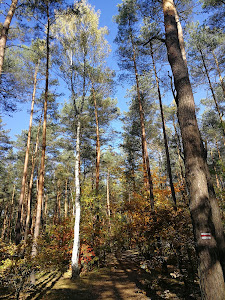Polana Rekreacyjna "Jakubów" — fotografia 4