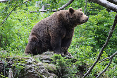 Tier-Freigelände im Nationalparkzentrum Lusen — fotografia 5