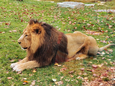 Ljubljana Zoo — fotografia 3