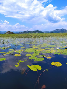 Lacul Scutari — fotografia 5