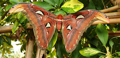 Mariposario de Nijar — fotografia 5