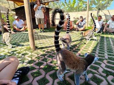 Lemur's Park — fotografia 3