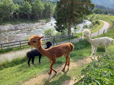 Donkey Park Maltatal — fotografia 5