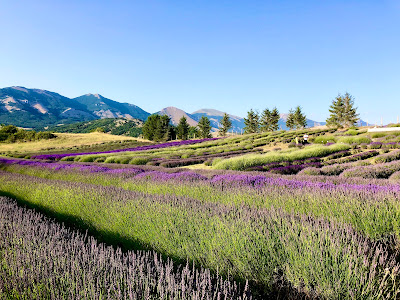 Lavender Park — fotografia 3