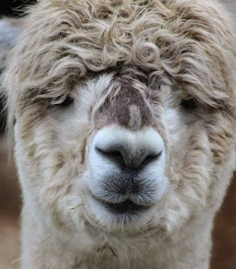 Hoenderdaell Zoo — fotografia 5