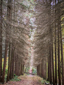 Arboretum of Gödöllő — fotografia 3