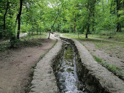 Byford's Forest — fotografia 3