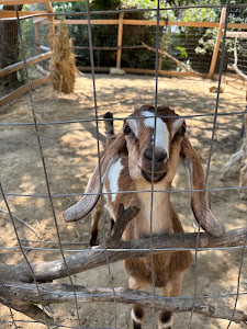 The Little Farm — fotografia 5