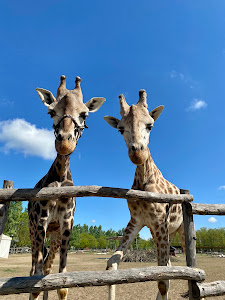 Safari Park Richter — fotografia 4