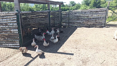 Parc de animale domestice şi sălbatice pentru copii — fotografia 2