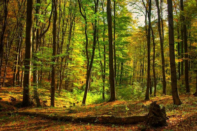 Dobogó-kő — fotografia 4