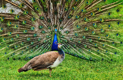 Wildpark Poing — fotografia 3