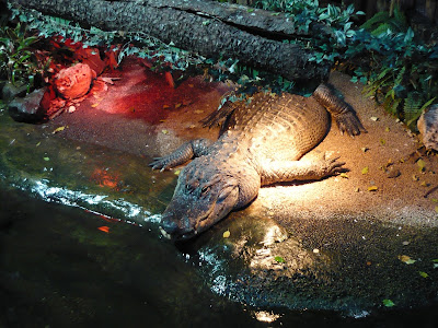 Tropicarium — fotografia 5