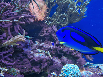 Zoo Wasserstern — fotografia 5