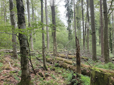 Boubínský prales — fotografia 3