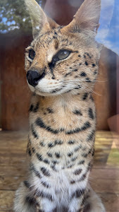 Mecske ZOO — fotografia 5
