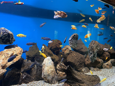 Grădina zoologică Piteşti — fotografia 4