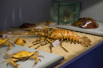 Muzeum Fauny i Flory Morskiej i Śródlądowej w Jaworzu — fotografia 3