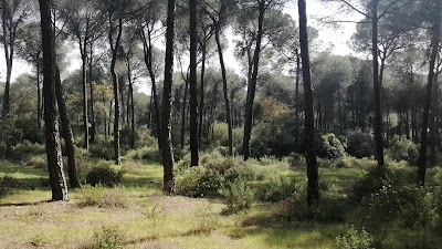 Área Recreativa Los Pinares de Aznalcázar - Puebla del Río — fotografia 2