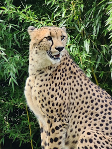 Herberstein Zoo — fotografia 5